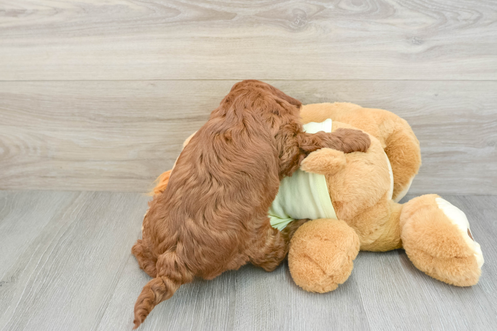 Popular Mini Goldendoodle Poodle Mix Pup