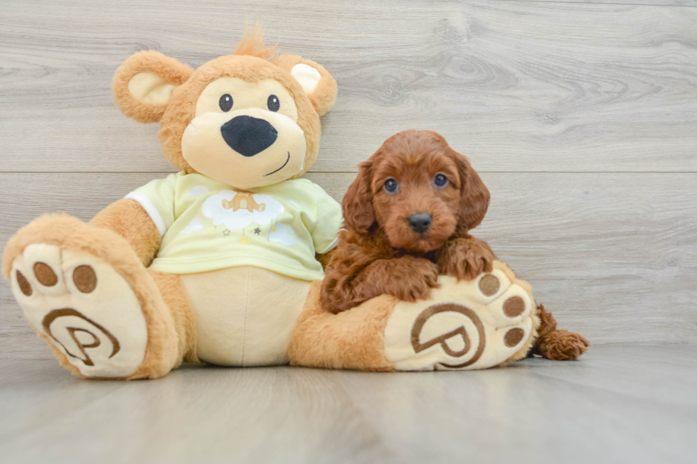 Petite Mini Goldendoodle Poodle Mix Pup