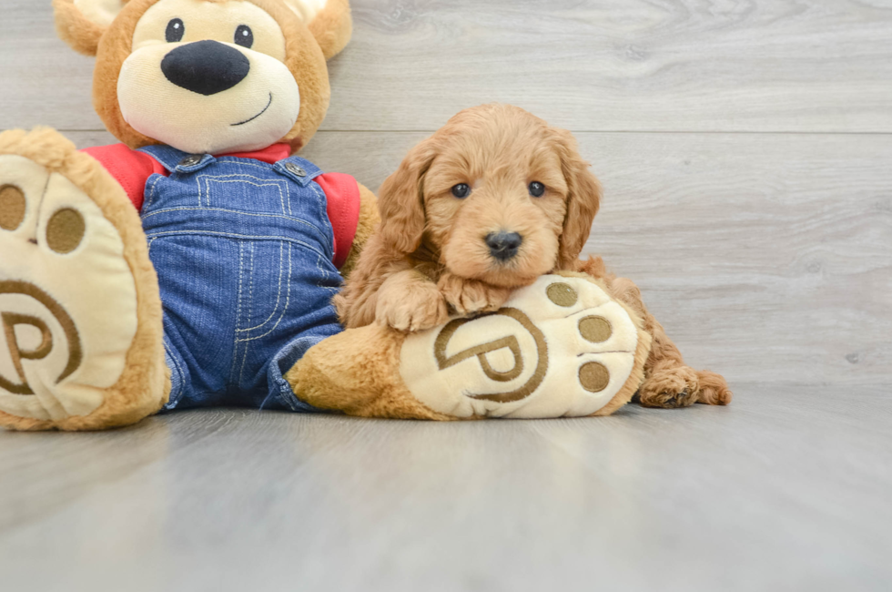 6 week old Mini Goldendoodle Puppy For Sale - Pilesgrove Pups