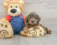 7 week old Mini Goldendoodle Puppy For Sale - Pilesgrove Pups