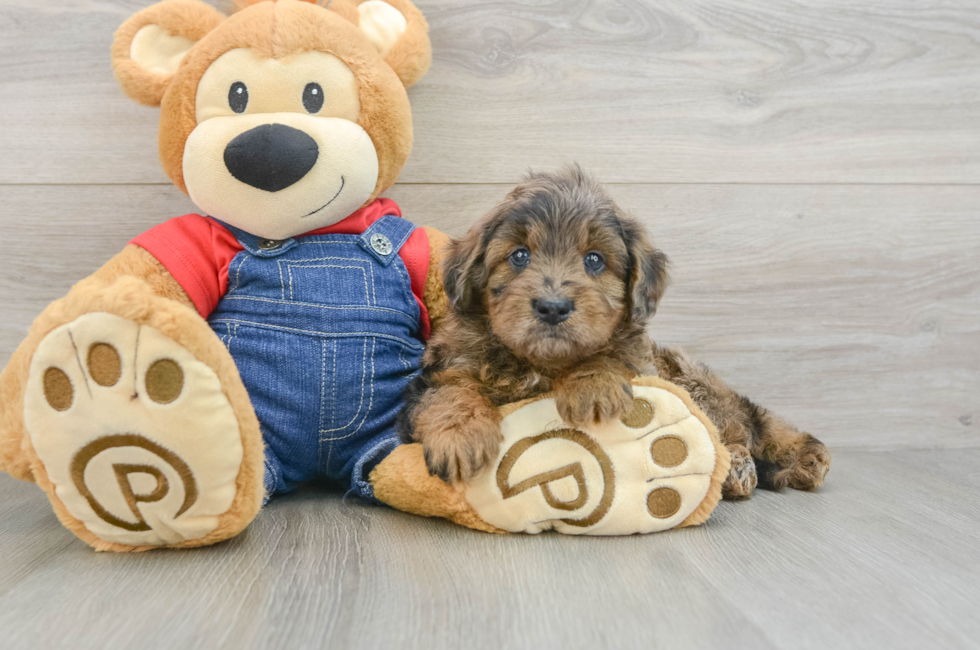 7 week old Mini Goldendoodle Puppy For Sale - Pilesgrove Pups