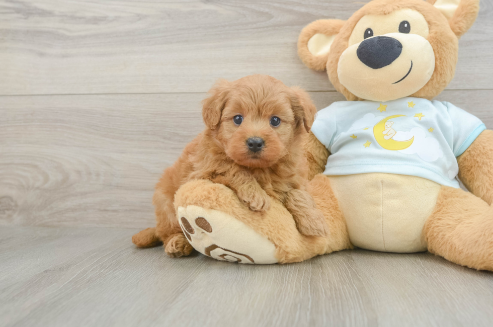 6 week old Mini Goldendoodle Puppy For Sale - Pilesgrove Pups