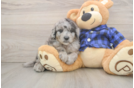 Funny Mini Goldendoodle Poodle Mix Pup