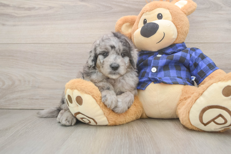 Funny Mini Goldendoodle Poodle Mix Pup