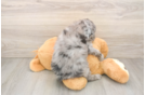 Mini Goldendoodle Pup Being Cute