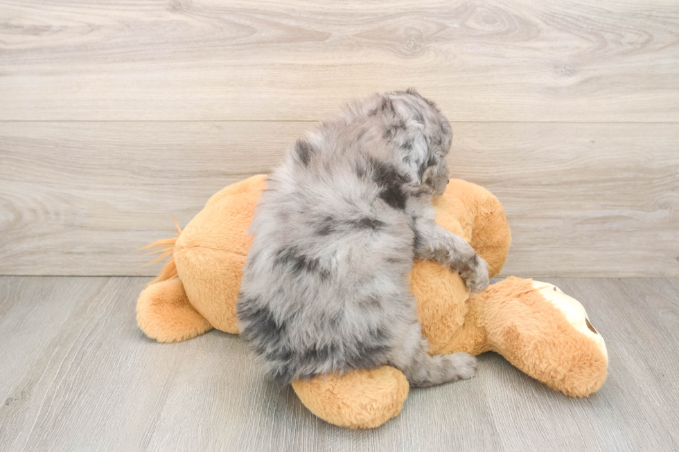Mini Goldendoodle Pup Being Cute