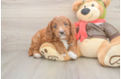 Best Mini Goldendoodle Baby