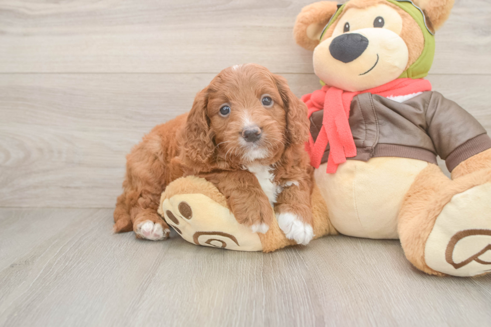 Best Mini Goldendoodle Baby