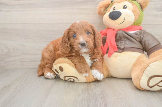 Best Mini Goldendoodle Baby