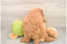 Small Mini Goldendoodle Baby