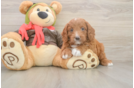 Best Mini Goldendoodle Baby