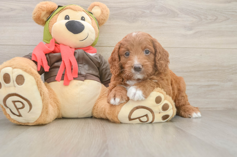 Best Mini Goldendoodle Baby