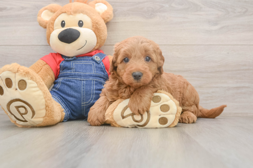 5 week old Mini Goldendoodle Puppy For Sale - Pilesgrove Pups