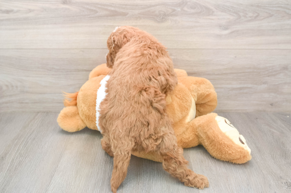 Happy Mini Goldendoodle Baby