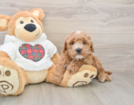 6 week old Mini Goldendoodle Puppy For Sale - Pilesgrove Pups