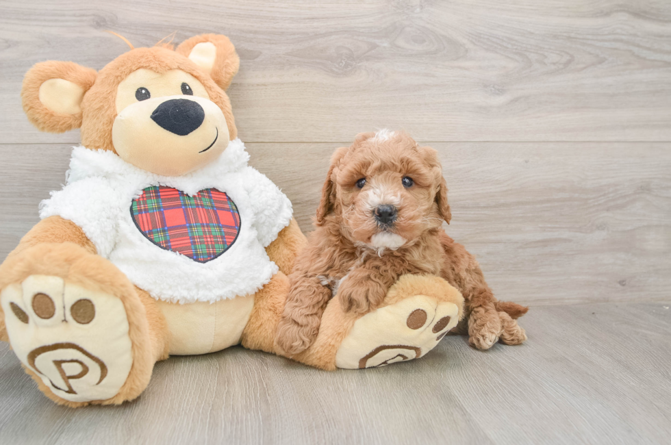 5 week old Mini Goldendoodle Puppy For Sale - Pilesgrove Pups