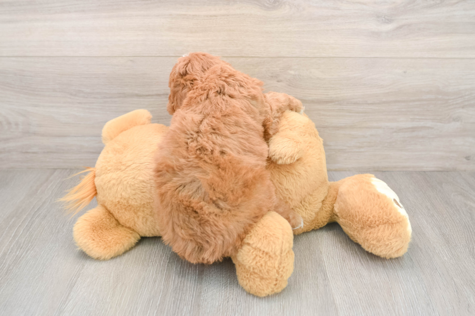 Energetic Golden Doodle Poodle Mix Puppy