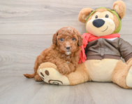6 week old Mini Goldendoodle Puppy For Sale - Pilesgrove Pups