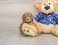 7 week old Mini Goldendoodle Puppy For Sale - Pilesgrove Pups