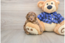 Happy Mini Goldendoodle Baby