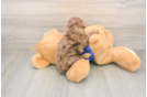 Best Mini Goldendoodle Baby