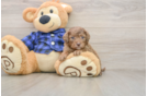 Playful Mini Groodle Poodle Mix Puppy