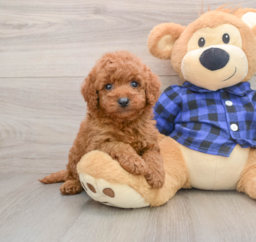 6 week old Mini Goldendoodle Puppy For Sale - Pilesgrove Pups
