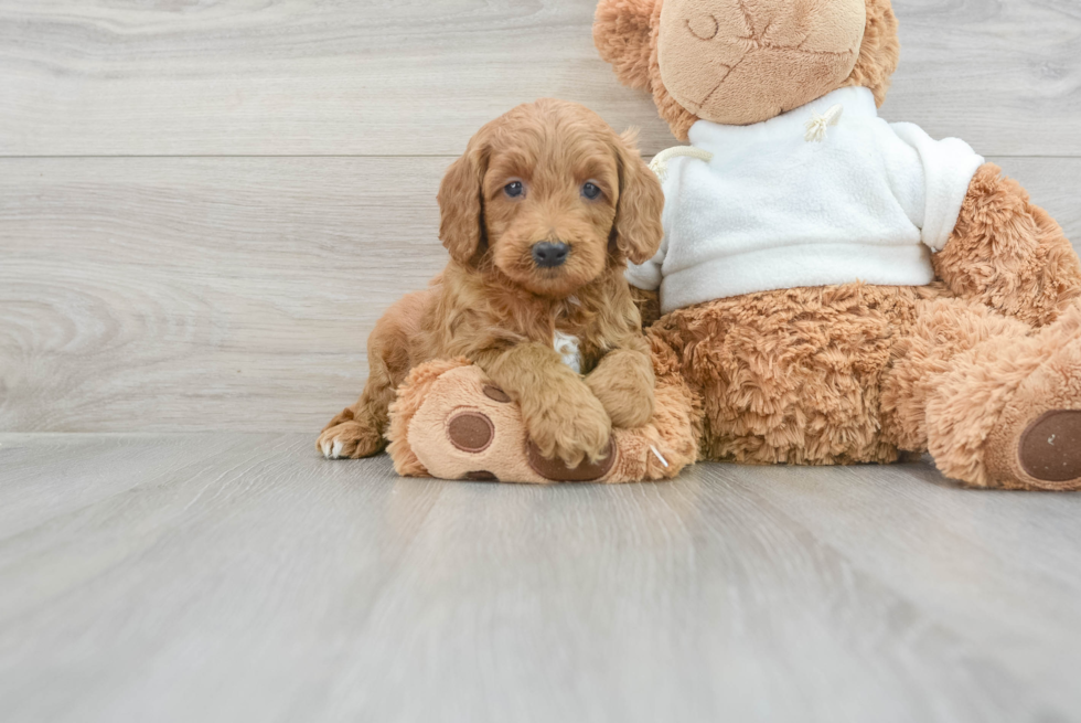 Mini Goldendoodle Pup Being Cute