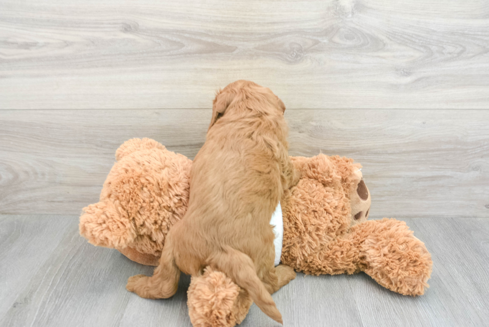 Playful Golden Retriever Poodle Mix Puppy