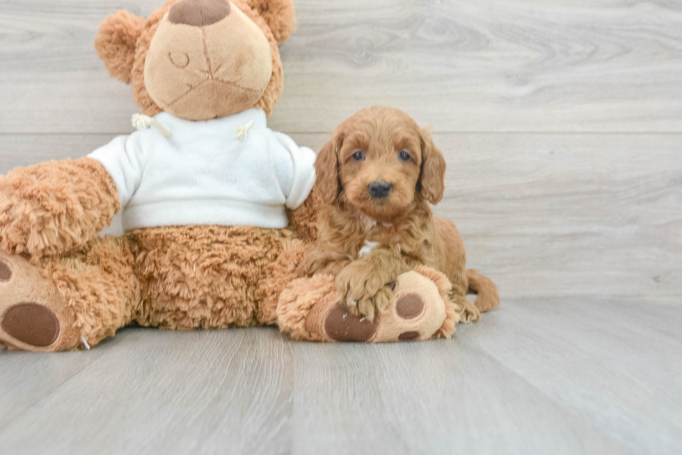 Hypoallergenic Golden Retriever Poodle Mix Puppy