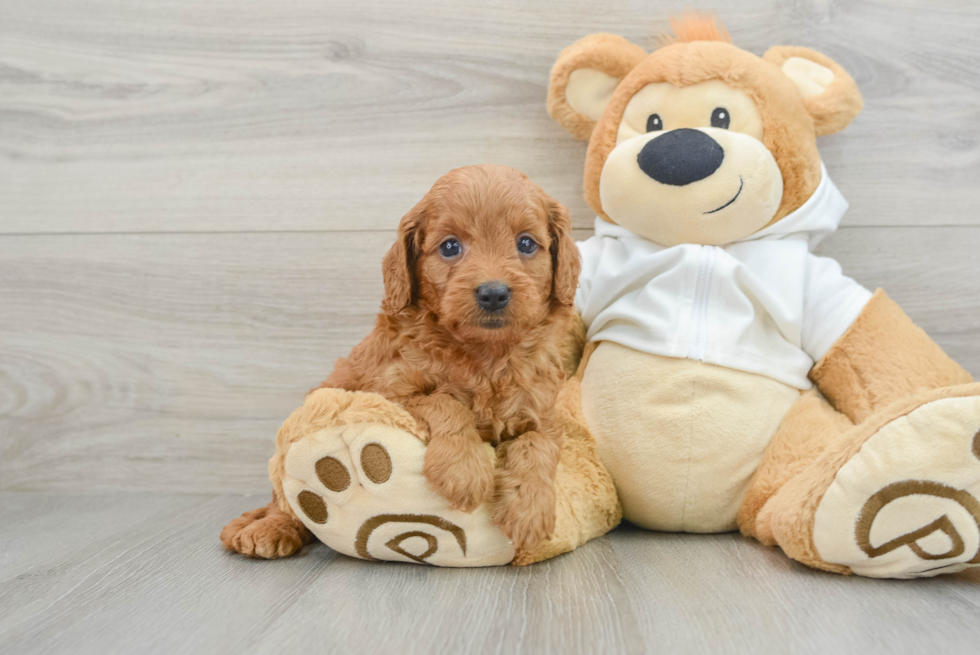 Fluffy Mini Goldendoodle Poodle Mix Pup