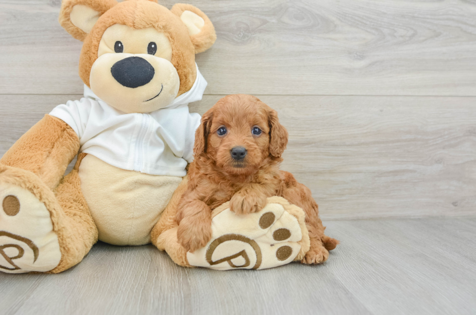 6 week old Mini Goldendoodle Puppy For Sale - Pilesgrove Pups