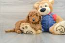 Mini Goldendoodle Puppy for Adoption