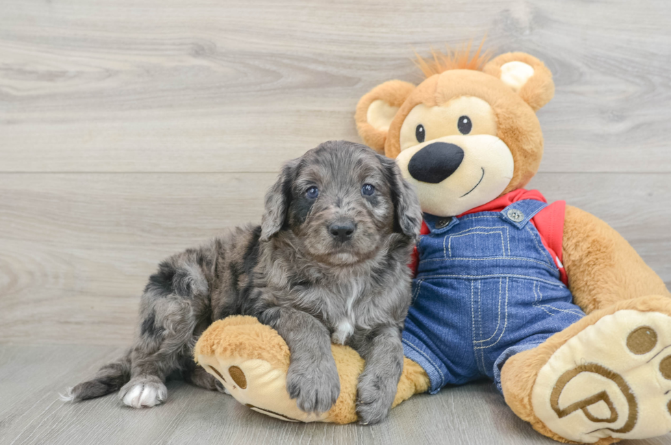 7 week old Mini Goldendoodle Puppy For Sale - Pilesgrove Pups