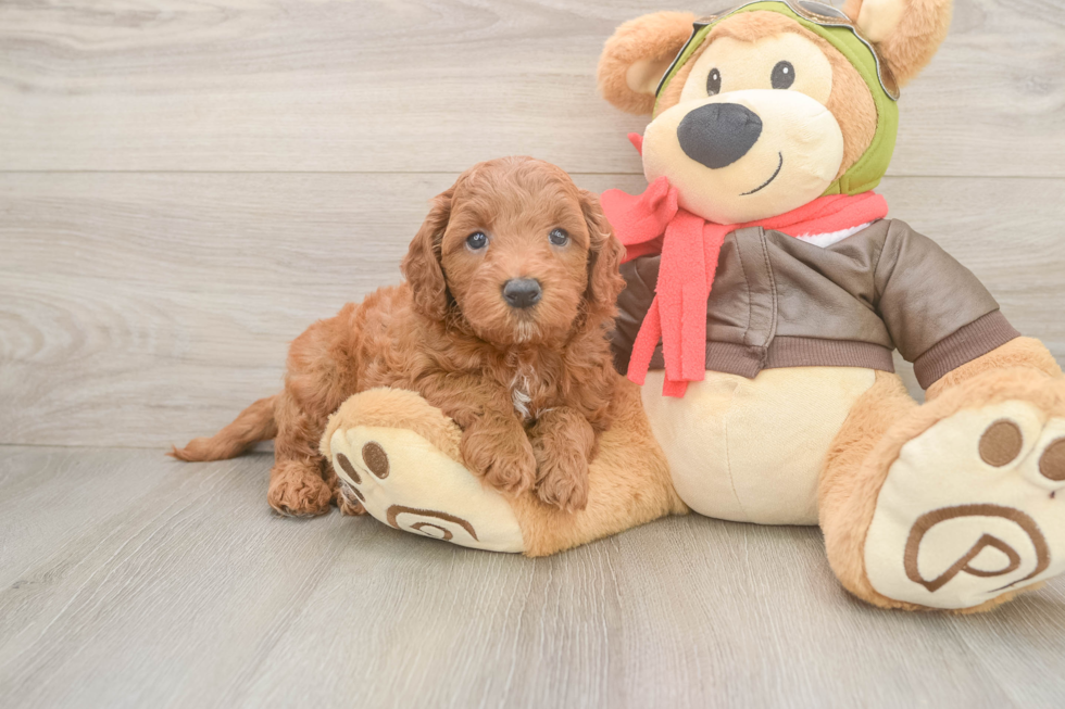 Petite Mini Goldendoodle Poodle Mix Pup