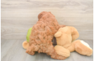 Mini Goldendoodle Pup Being Cute