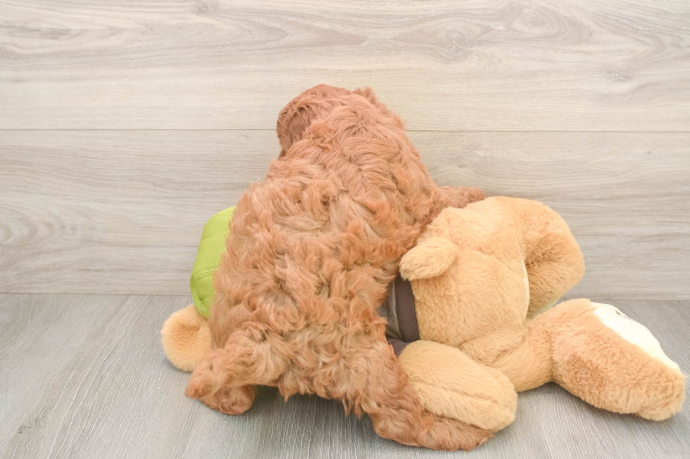 Mini Goldendoodle Pup Being Cute
