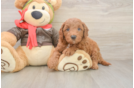 Playful Mini Groodle Poodle Mix Puppy
