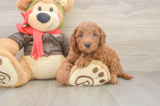 Playful Mini Groodle Poodle Mix Puppy