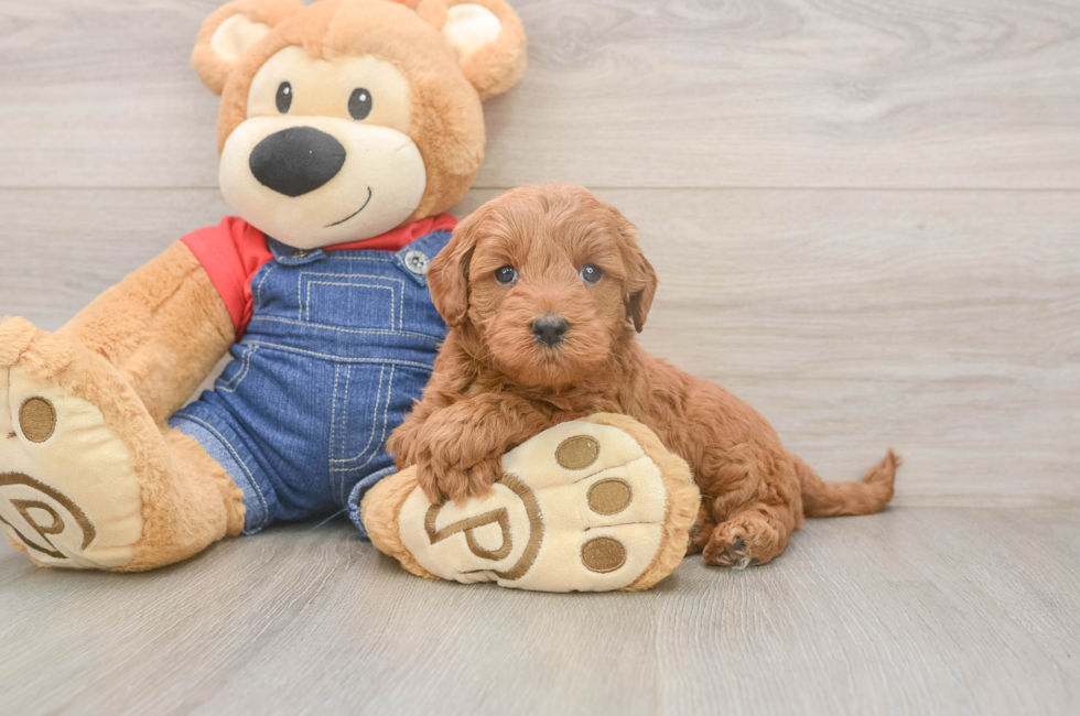 5 week old Mini Goldendoodle Puppy For Sale - Pilesgrove Pups