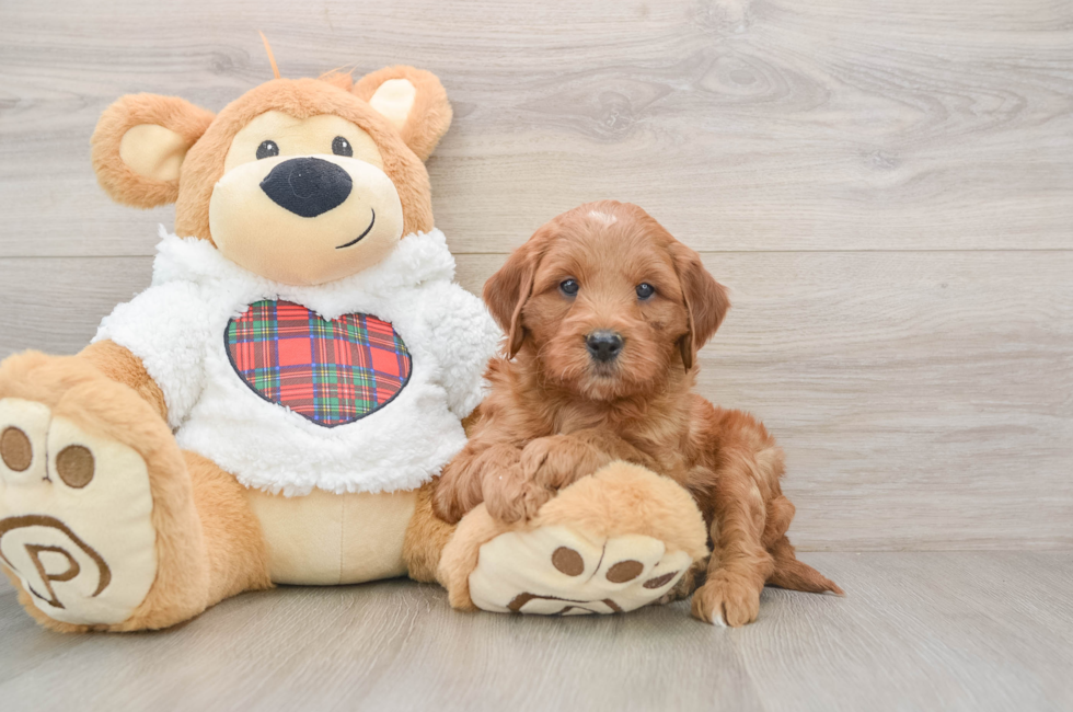 5 week old Mini Goldendoodle Puppy For Sale - Pilesgrove Pups