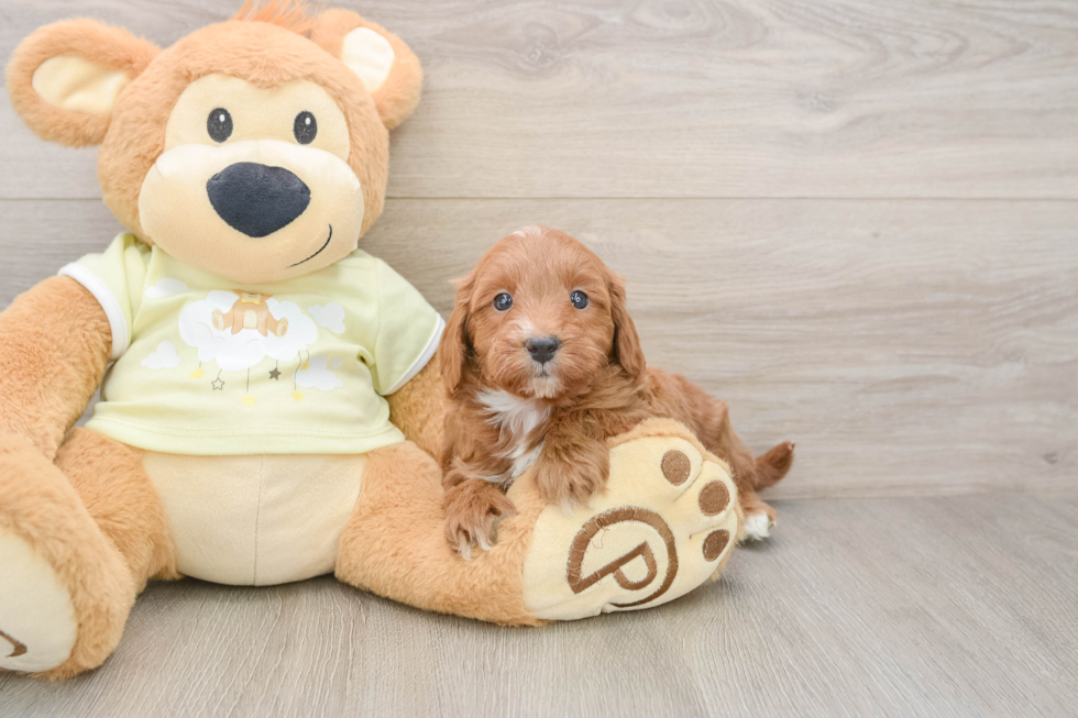 Mini Goldendoodle Pup Being Cute