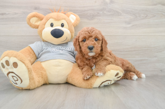 Best Mini Goldendoodle Baby