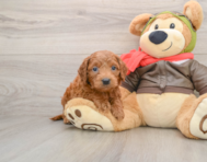 7 week old Mini Goldendoodle Puppy For Sale - Pilesgrove Pups