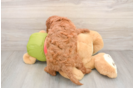 Smart Mini Goldendoodle Poodle Mix Pup