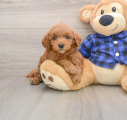 7 week old Mini Goldendoodle Puppy For Sale - Pilesgrove Pups