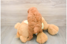 Mini Goldendoodle Pup Being Cute