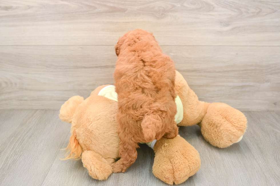 Mini Goldendoodle Pup Being Cute