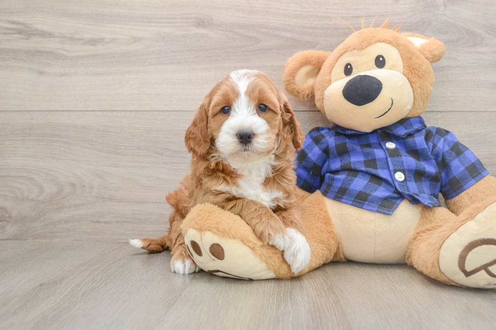 Sweet Mini Goldendoodle Baby