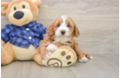Fluffy Mini Goldendoodle Poodle Mix Pup